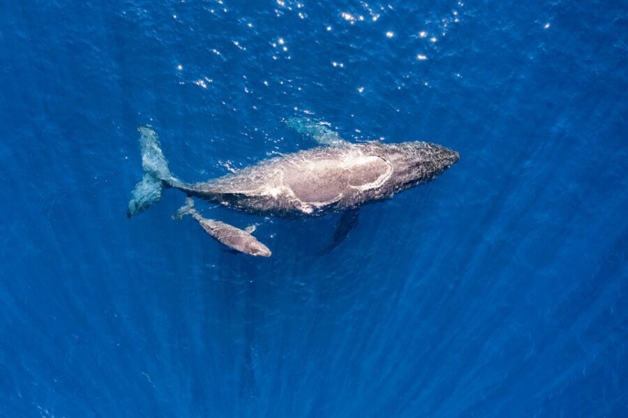 Maui: Guided Whale Watching Tour on Eco Raft - Snacks, drinks, and comfort breaks that keep the vibe relaxed
