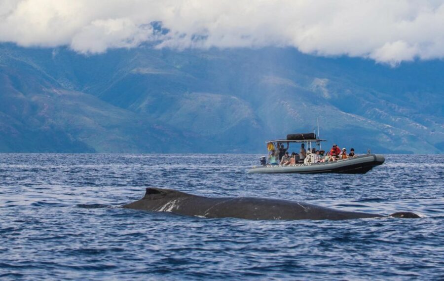 Maui: Guided Whale Watching Tour on Eco Raft - What you’re actually likely to see: playful behavior, close surfacing, and real surprises