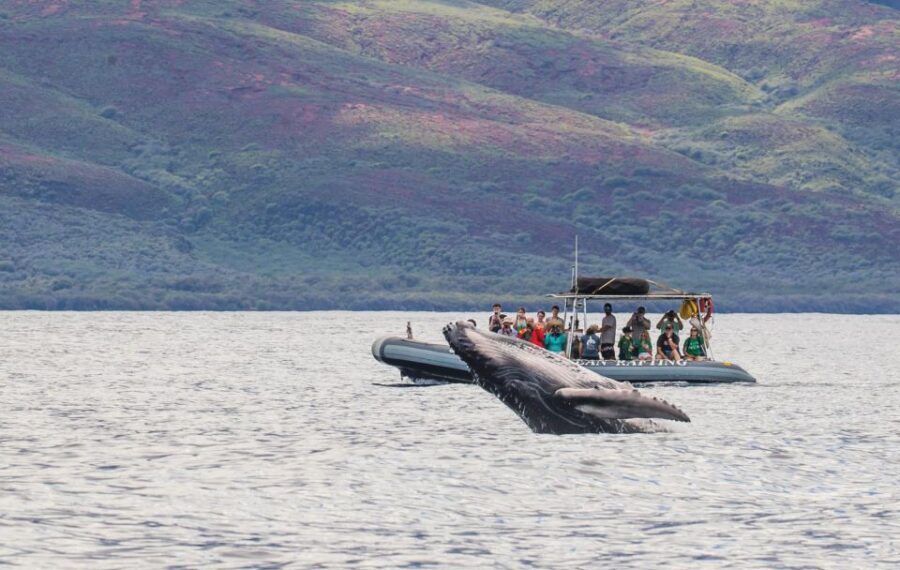 Maui: Guided Whale Watching Tour on Eco Raft - Getting on board: check-in, the raft ride, and what staying dry really means