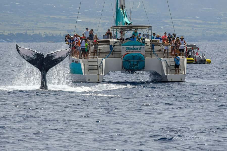 Maui: Ka'anapali Whale Watching Cruise on Luxury Sailboat - Food, coffee, and open bar: is it really worth it?