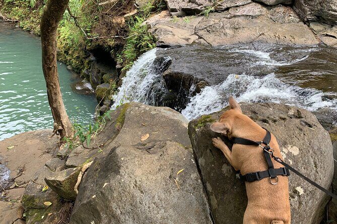 Maui Magical Waterfall and Jungle Tour: Road to Hana - Ho‘okipa Beach Park: where turtle spotting becomes a real event