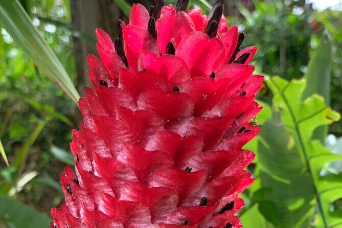 Maui Magical Waterfall and Jungle Tour: Road to Hana - Wailua Falls overlook: coral church views and winter whale chances