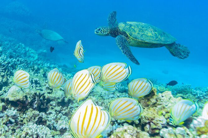 Maui: Molokini Crater and Turtle Town Snorkeling From Kihei - Turtle Town: how the honu stop actually feels up close