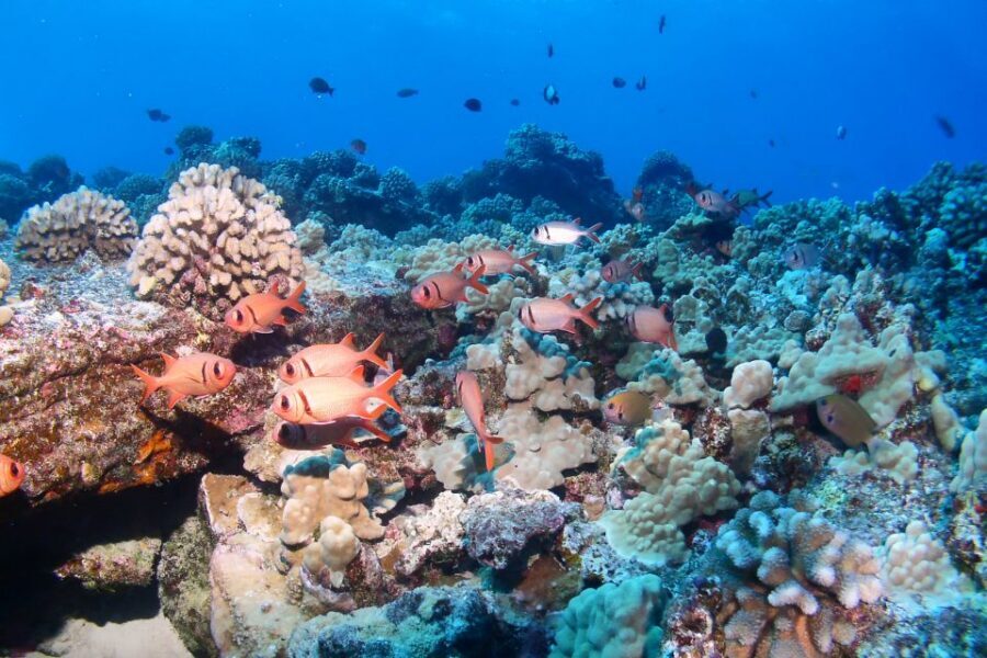 Maui: Molokini Snorkel and Performance Sail with Lunch - Getting to Molokini: the crater stop that people talk about