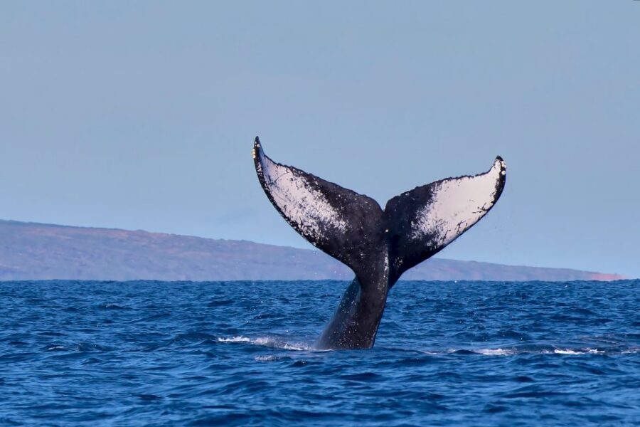 Maui: Molokini Snorkel and Performance Sail with Lunch - Who this tour is best for (and who should think twice)