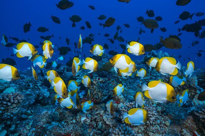 Maui: Molokini & Turtle Town Snorkel & Waterslide Adventure - Waterslide time and weather reality: when conditions matter