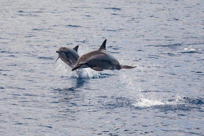Maui Premium Sunset Dinner Cruise & Whale Watch - Who this Maui whale-watch dinner cruise is best for