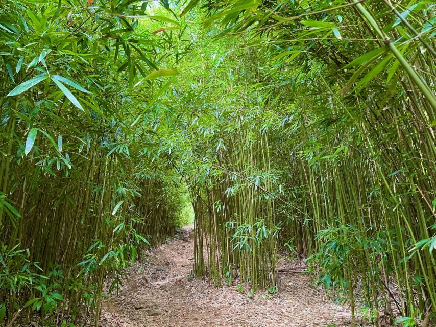 Maui: Private All-Inclusive Road to Hana Tour with Pickup - Rainbow eucalyptus, bamboo forests, and the Hāna plant world