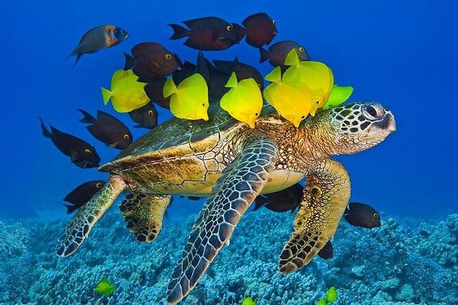 Maui Snorkel Adventure: Molokini Crater and Turtle Cove - Turtle Cove: Green sea turtles without big-boat pressure