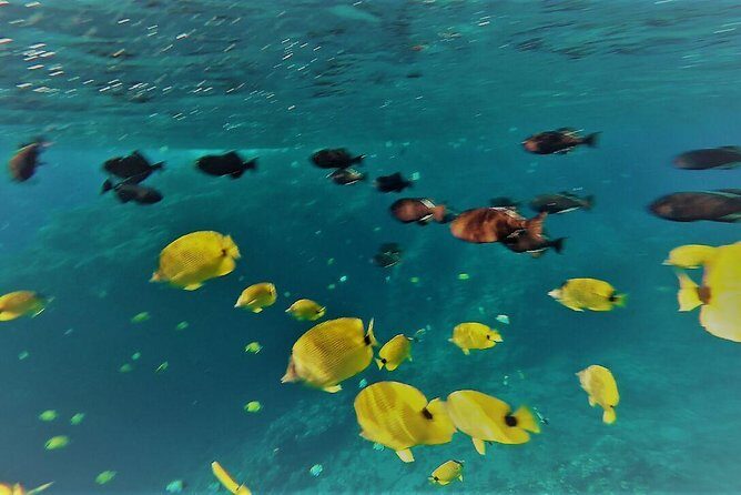 Maui Snorkel Adventure: Molokini Crater and Turtle Cove - Price and value: $198 for Molokini plus turtles