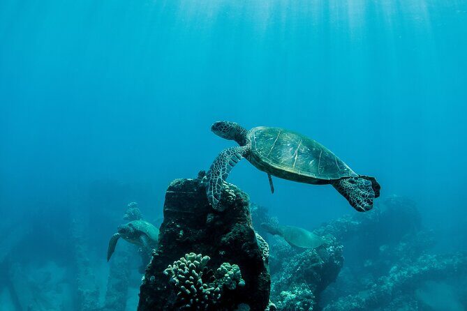Maui Snorkeling Boat Tour to Turtle Town Aboard Quicksilver - Reroutes and changing snorkel conditions: what to do when plans shift
