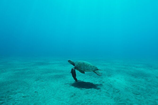 Maui Snorkeling Boat Tour to Turtle Town Aboard Quicksilver - Who this Maui snorkeling tour suits best (and who might want a different plan)