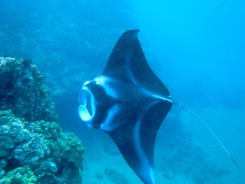 Maui: Turtle Town Kayak and Snorkel Tour - Turtle Town Kayak + Snorkel in 3 Hours: Why This Works