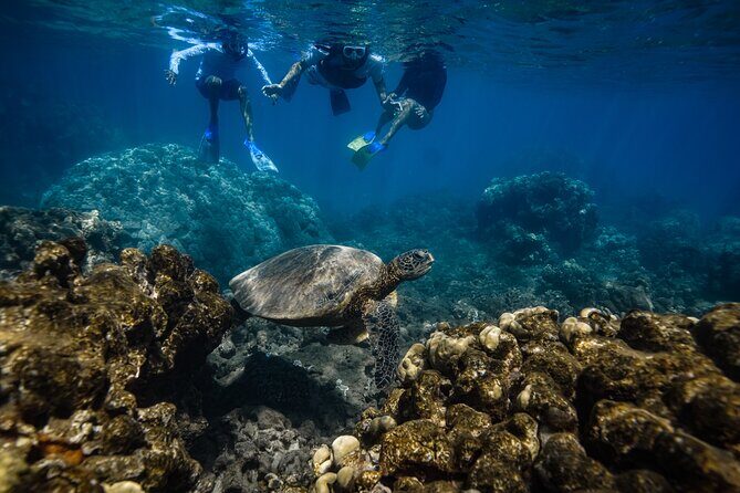 Maui: Turtle Town Snorkel with Photo and Video - Small-Group Dynamics: Why You Notice the Difference