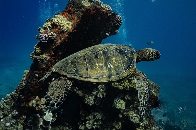 Maui: Turtle Town Snorkel with Photo and Video - Getting Your Gear and Safety Sorted Before You Head Out