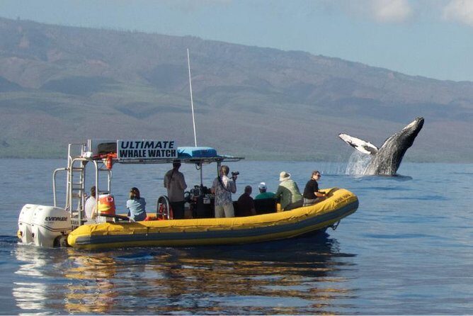 Maui: Ultimate Whale Watch from Lahaina - Lahaina Whale Watching, the Close-Up Way