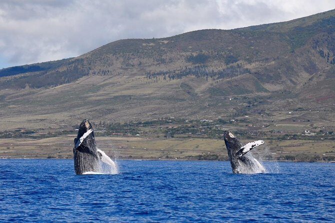 Maui: Ultimate Whale Watch from Lahaina - The Low Raft Setup: Why It Feels Like Front Row