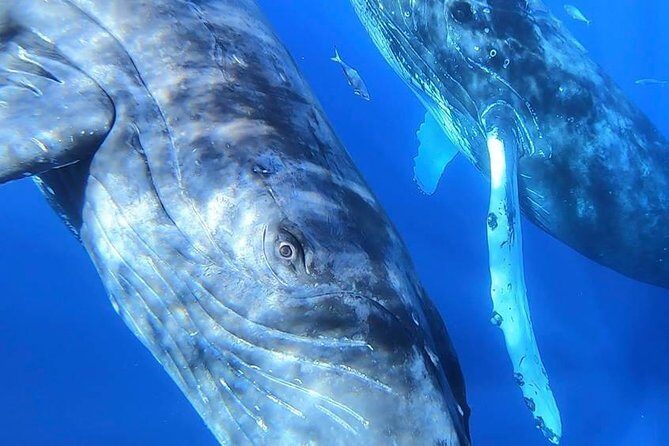 Maui: Ultimate Whale Watch from Lahaina - The Hydrophone: Hearing Whale Songs on Demand