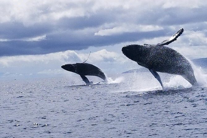 Maui: Ultimate Whale Watch from Lahaina - The Whale Show: What You Can Expect to See