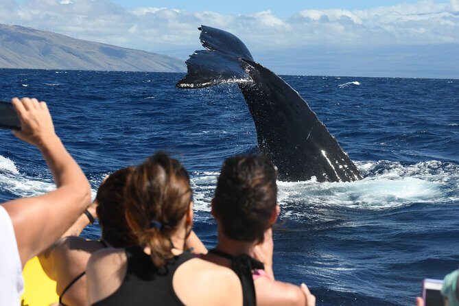 Maui: Ultimate Whale Watch from Lahaina - Guides and the Small-Boat Advantage