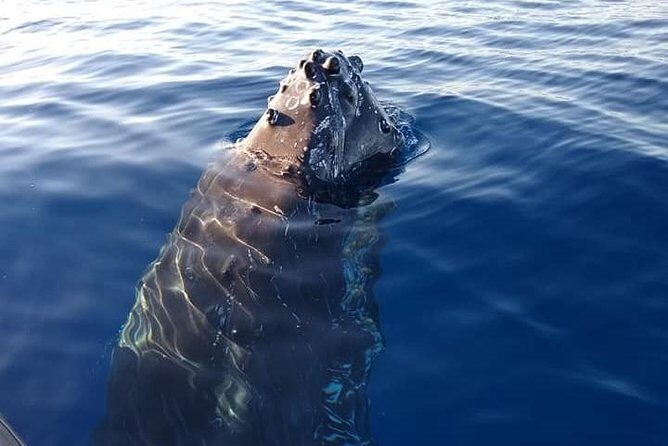 Maui: Ultimate Whale Watch from Lahaina - Price and Value: Why $77 Often Feels Like a Smart Spend