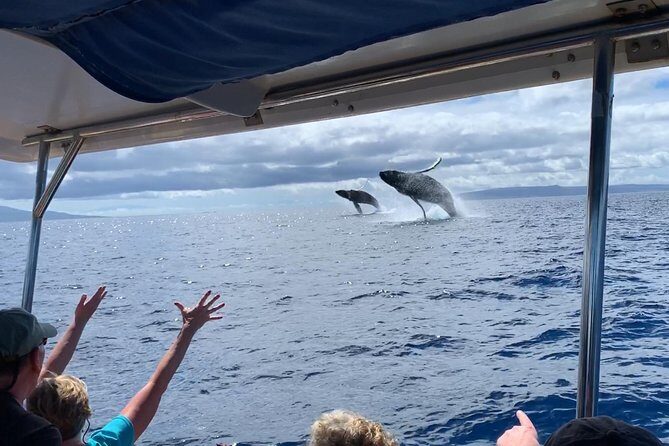 Maui: Ultimate Whale Watch from Lahaina - What Happens Once You’re at Sea