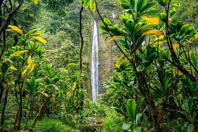 Maui: VIP Private Road to Hana Tour with Pick Up - Ke‘anae Arboretum: taro terraces and a walk you can actually do