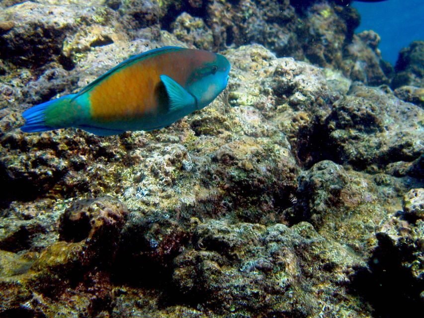 Maui: West Side Discovery Kayak & Snorkel from UKUMEHAME - Key Highlights Worth Planning For