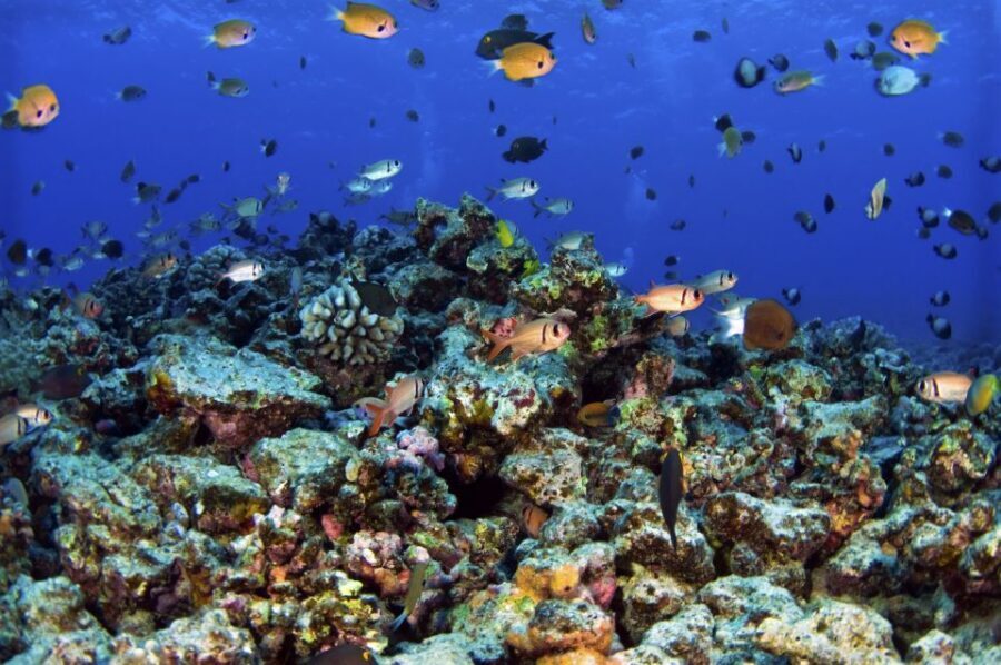 Maui: West Side Discovery Kayak & Snorkel from UKUMEHAME - What the 3 Hours Actually Feel Like