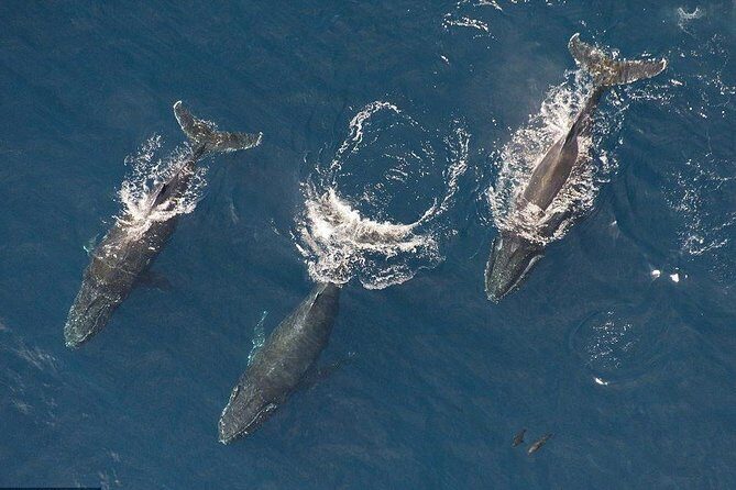 Maui Whale Watching -PRIVATE- Air Tour: (2-5 People): SEE WHALES! - Key highlights that matter in the air
