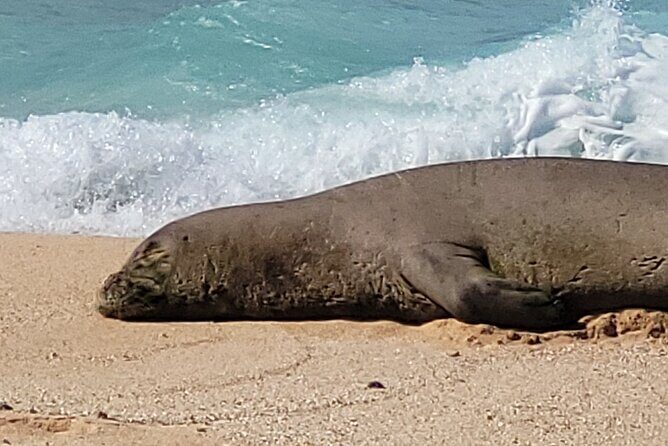 Maui's Only Clear Bottom Kayak Rental (priced per tandem kayak) - Making It Work Smoothly: Practical Tips for a Better Day