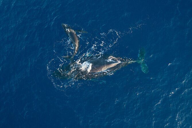 Midday Whale Watch: Mā’alaea Harbor - Why Midday Works for Whale Watching in Mā’alaea