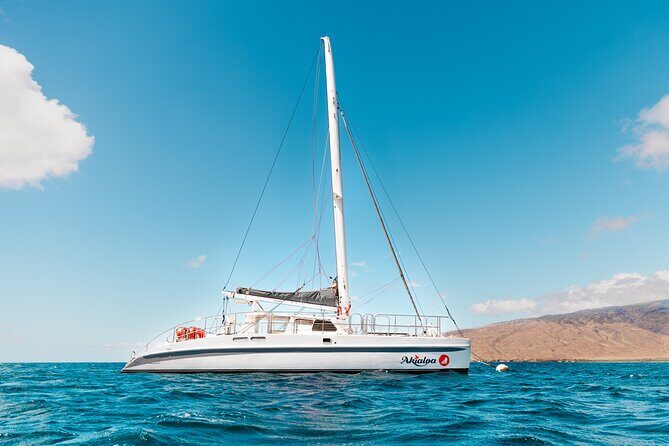 Midday Whale Watch: Mā’alaea Harbor - Small-Boat Vibes: Why This Feels More Intimate
