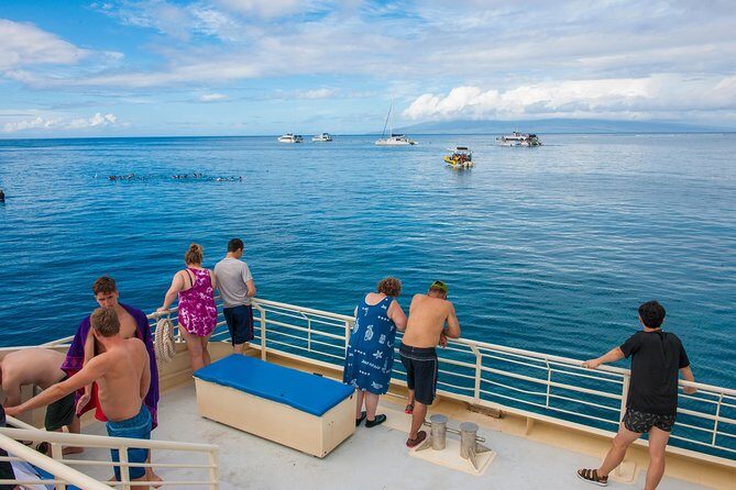 Molokini and Turtle Arches Snorkeling Trip from Ma'alaea Harbor - Wildlife Chances: Fish, Seabirds, Turtles, and Bonus Dolphin/Whale Sightings