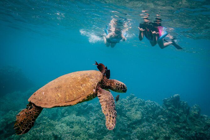 Molokini Crater Snorkel & Whale Watch Adventure (Dec 15-Mar 30) - Crew energy: Captain Matt, Lucia, and the guides who help you relax