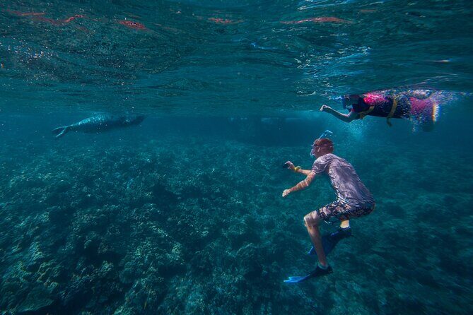 Molokini Snorkel and Performance Sail: Mā’alaea Harbor - The whale-and-dolphin bonus on the route
