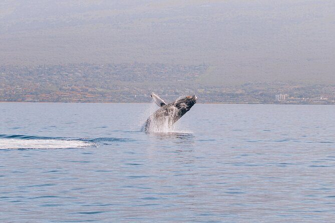 Morning Whale Watch: Lahaina Harbor - Lahaina Harbor at 9:00am: What the Morning Trip Feels Like