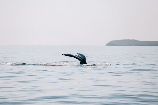 Morning Whale Watch: Lahaina Harbor - Who Should Book This Whale Watch from Sail Maui?