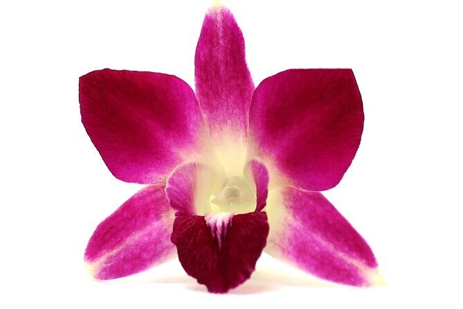 Orchid Airport Lei Greeting (Maui, Kahului Airport, OGG) - Price and logistics: why $47.38 can feel fair or annoying