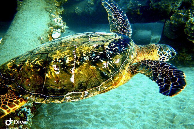 PADI Scuba Lesson and Shore Dive in Maui - Private Group Value: Better Attention, Less Waiting