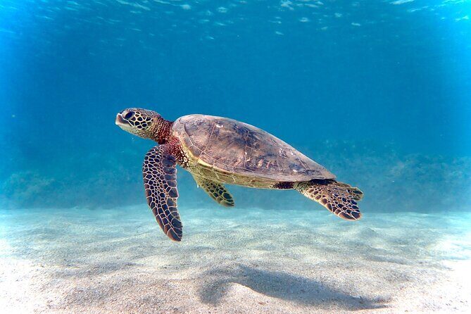 Private and Personalized Scuba Diving Adventures for All Experience Levels - Private Maui Water Time: What This Experience Feels Like