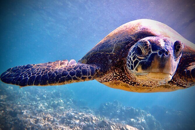 Private and Personalized Scuba Diving Adventures for All Experience Levels - Timing, Meeting Point, and the Mid-Morning Window