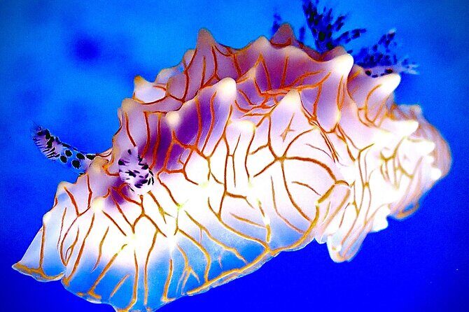 Private and Personalized Scuba Diving Adventures for All Experience Levels - Price and Value: Is $250 Worth It?