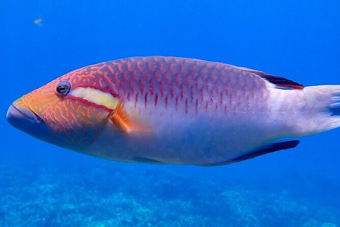 Private and Personalized Scuba Diving Adventures for All Experience Levels - Who This Tour Suits Best