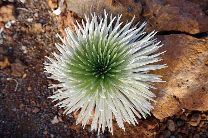 Private Haleakala Summit & Stroll from Kahului - The Haleakalā Highway drive: sugar cane to old lava fields without getting stuck in traffic