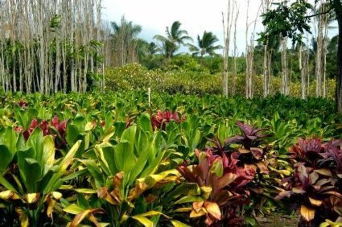 Private Tour of Maui, the Valley Isle - Key things to know before you pick stops