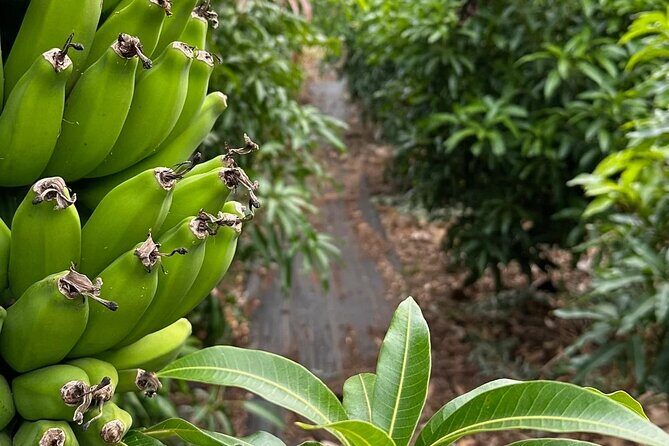 Regenerative Mango and Tropical Fruit Tour in West Maui - Practical tips: sun, bugs, and the “no bathroom” reality