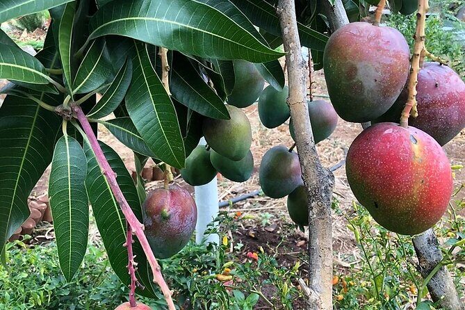 Regenerative Mango and Tropical Fruit Tour in West Maui - Who should book this tour (and who might skip it)