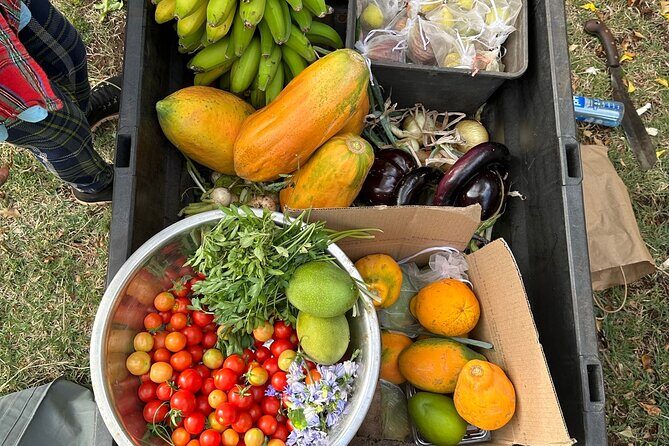 Regenerative Mango and Tropical Fruit Tour in West Maui - The orchard walk: mango, papaya, and the best “wait—try this” moments