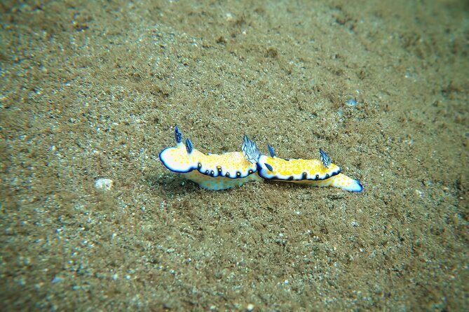 Scuba Diving in Maui with No Experience Needed - What You Learn Up Front: Calm Coaching for First Timers